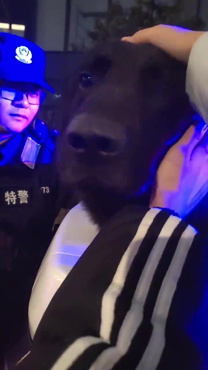 警犬：这也是它们的工作吗