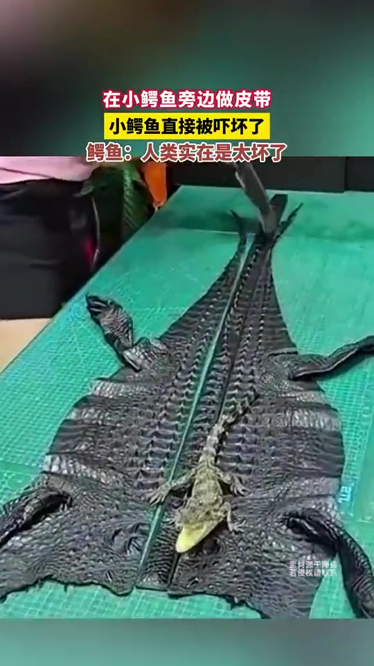在小鳄鱼旁做皮带，它被吓坏：人类太坏了