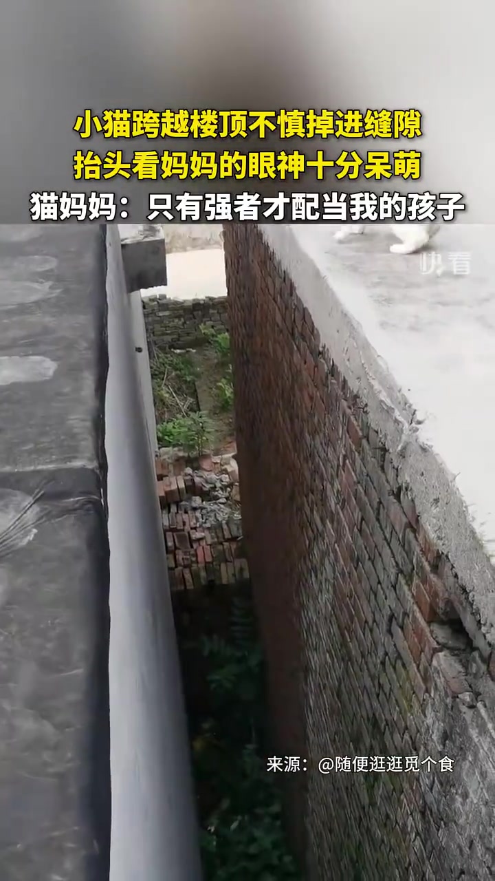 小猫跨越楼顶不慎掉进缝隙，抬头看妈妈的眼神十分呆萌！