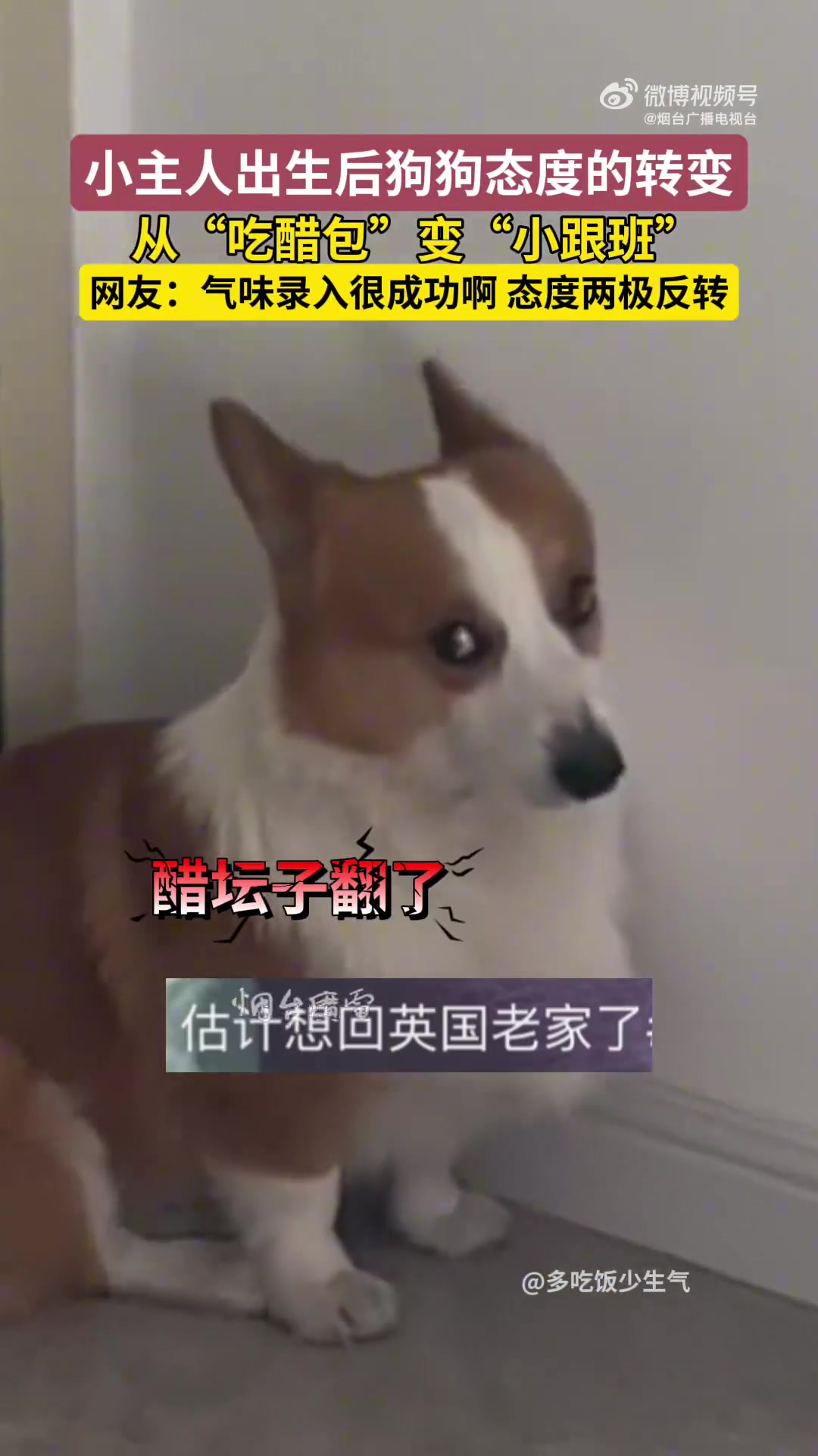 小主人出生后狗狗态度两极反转，从吃醋包秒变守护灵！