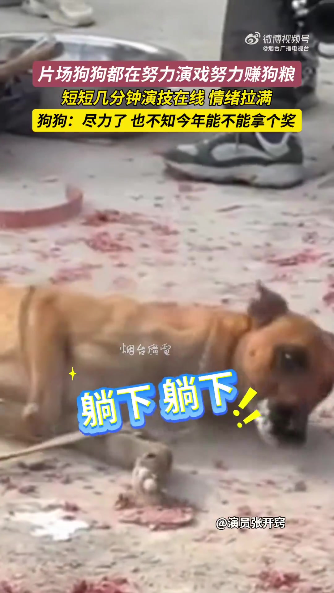 片场狗狗都在努力演戏努力赚狗粮费！