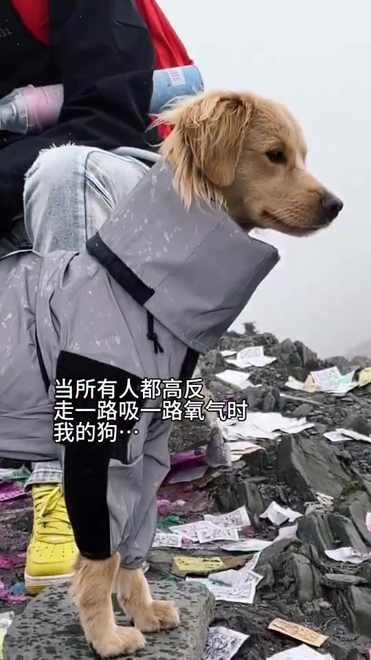 小狗是真的没有高反！