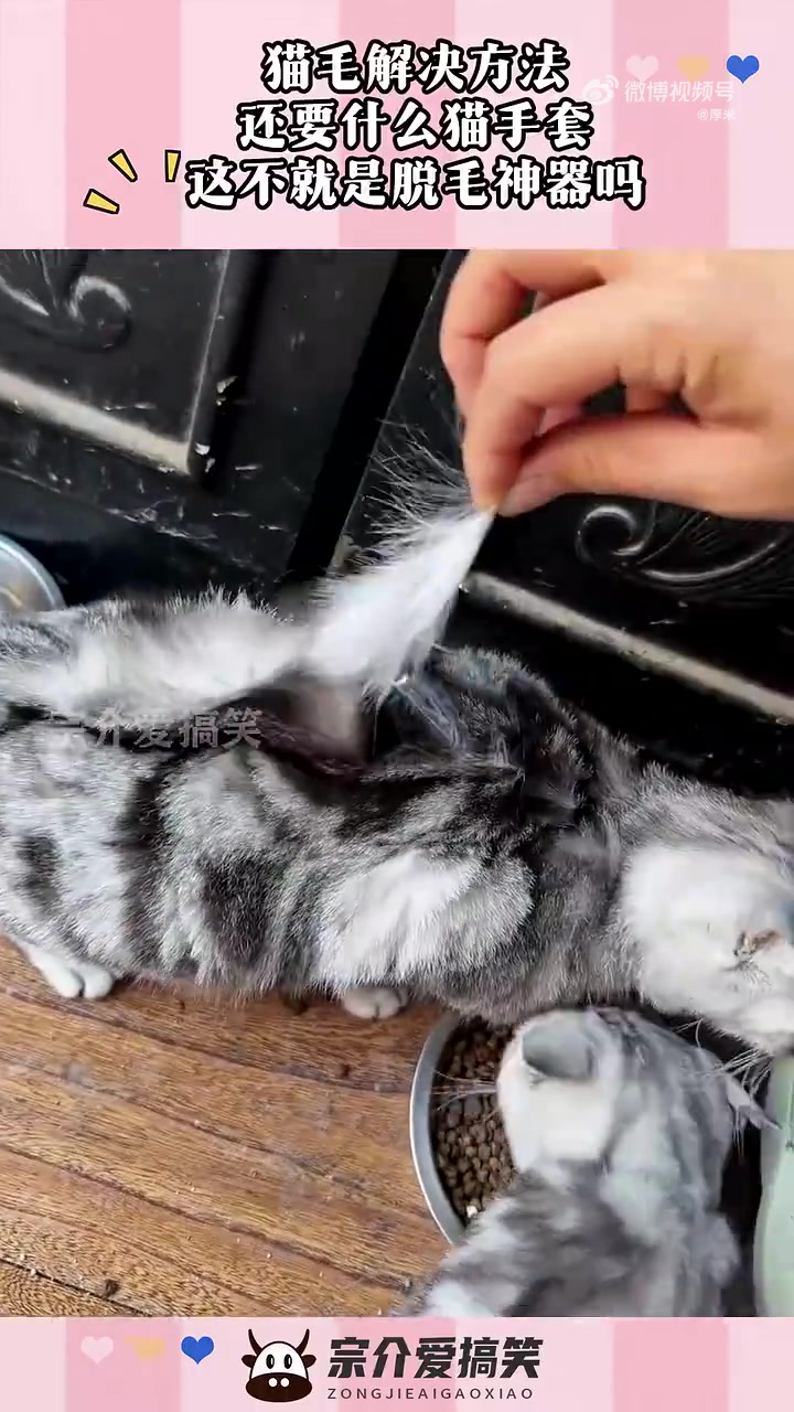 猫毛解决方法，还要什么猫手套，这不就是脱毛神器吗！！！