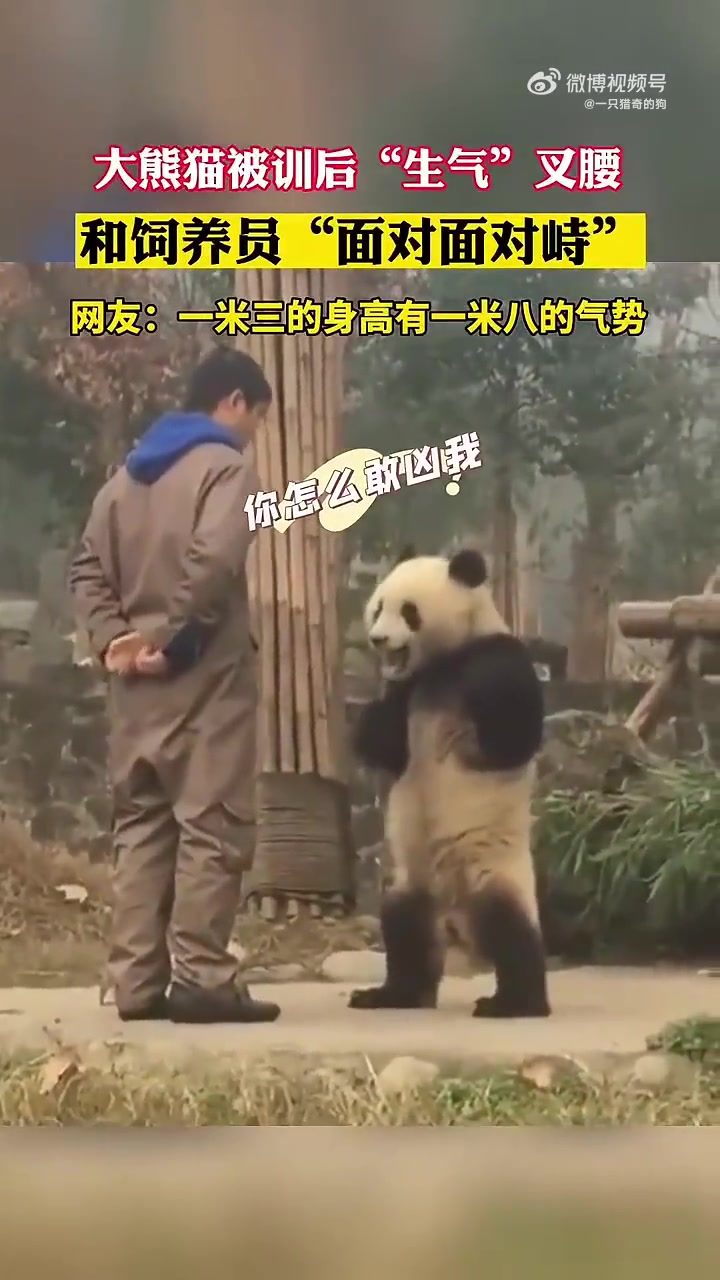 大熊猫被训后生气叉腰与饲养员对峙