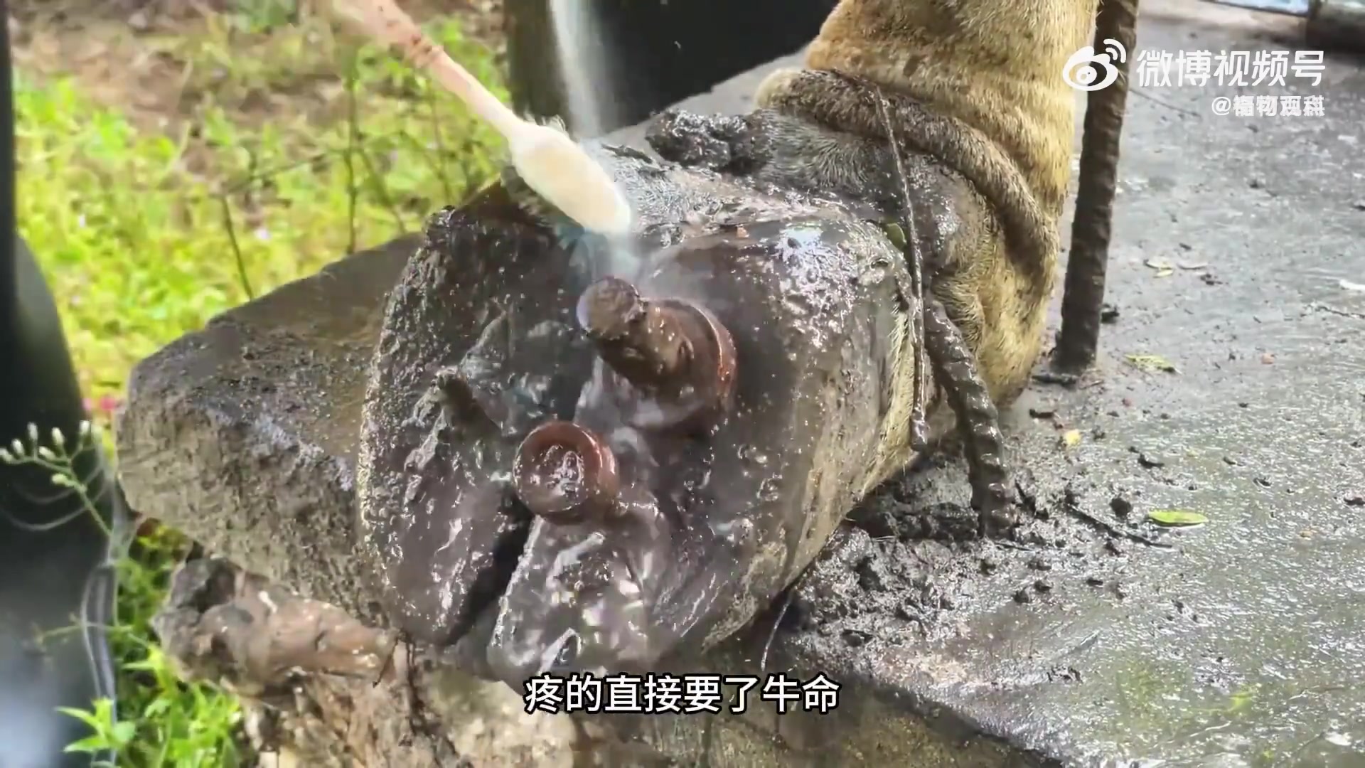 治疗水牛脚底板，超解压