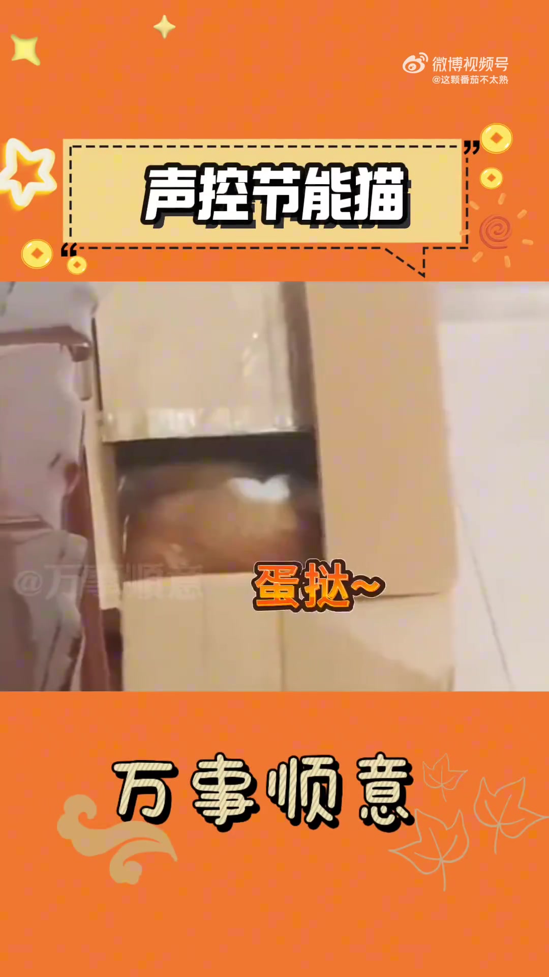 我嘞个声控猫