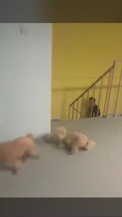 小狗躲角落吓唬主人，呜呜呜超可爱