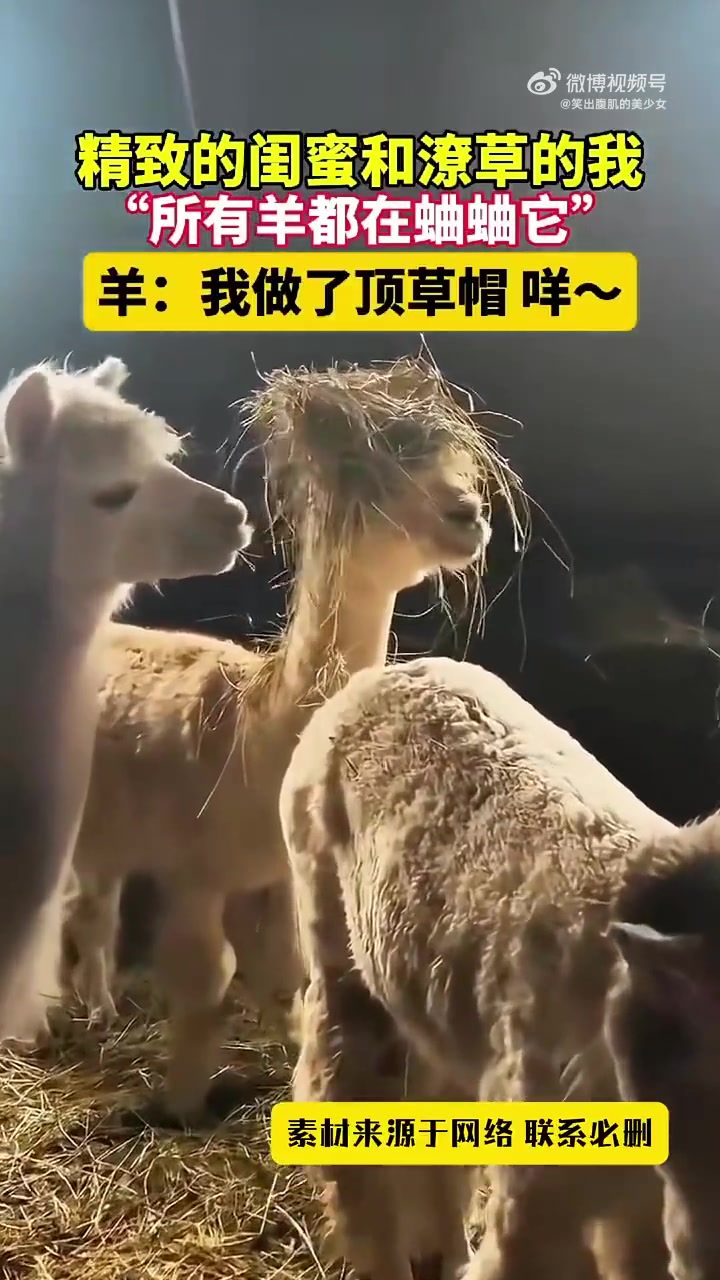 羊：我做了顶草帽，咩2024就笑到这了