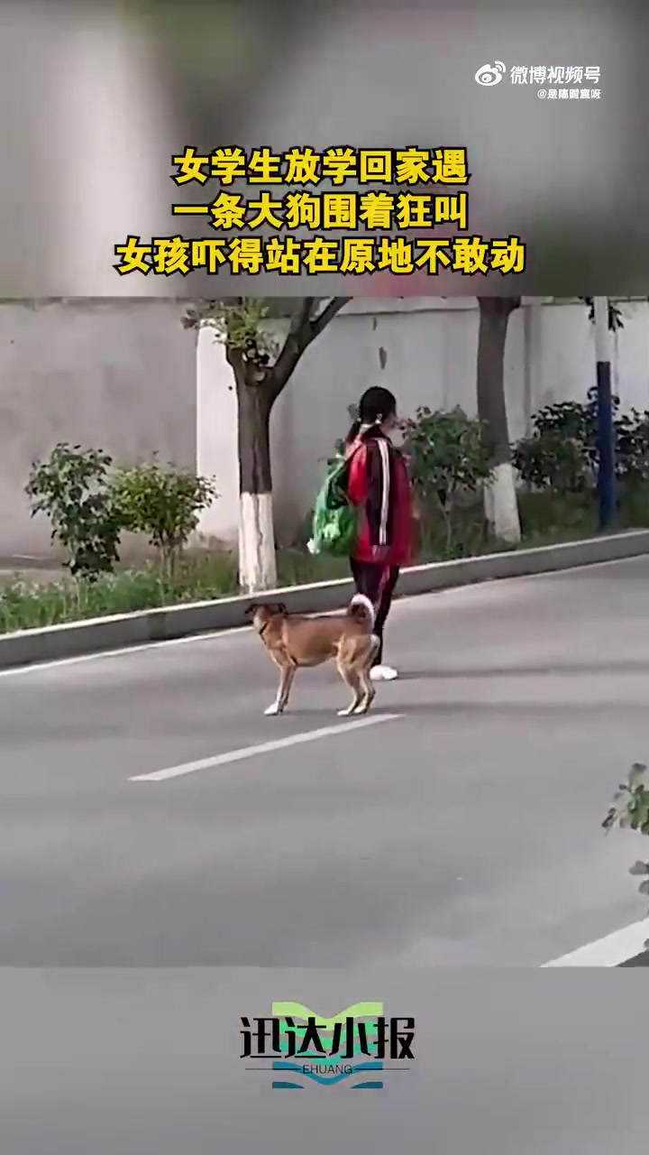 女学生放学遇大狗狂叫吓得不敢动