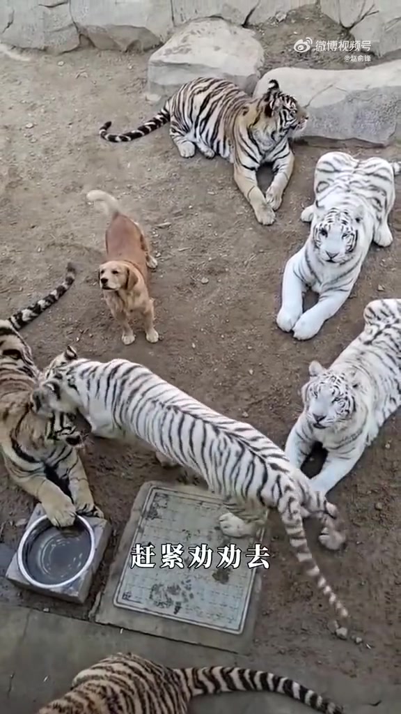 狗奶养大的老虎，网友称其有五虎上将之姿