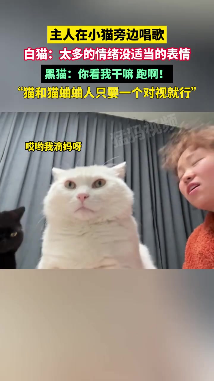 主人在小猫旁边唱歌，白猫：太多的情绪没适当的表情