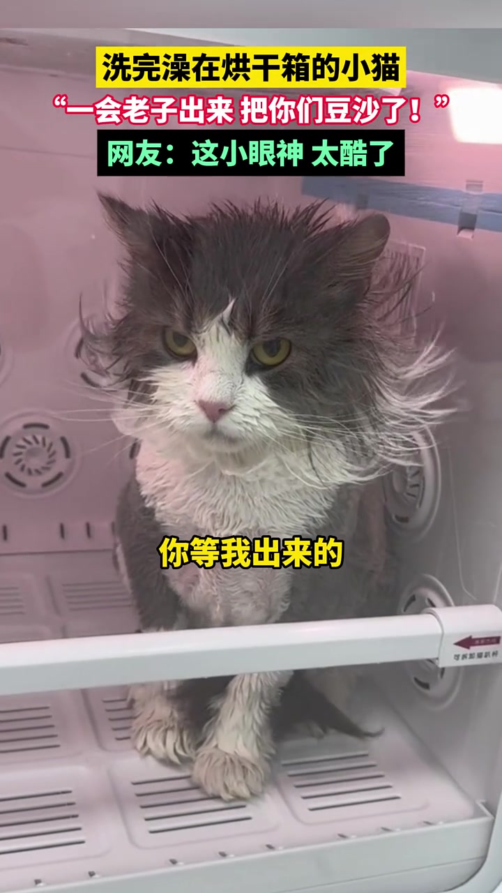洗完澡在烘干箱的小猫，“一会老子出来把你们豆沙了！