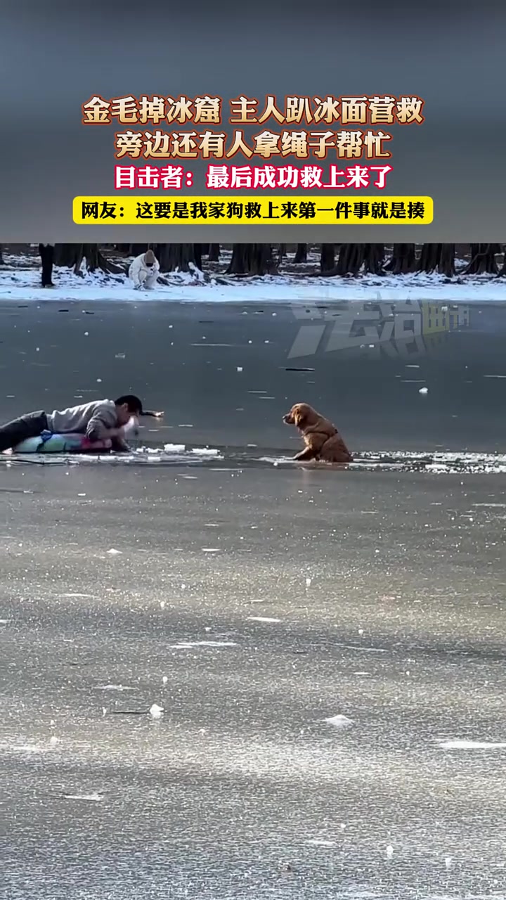 金毛掉冰窟主人趴冰面营救，旁边还有人拿绳子帮忙