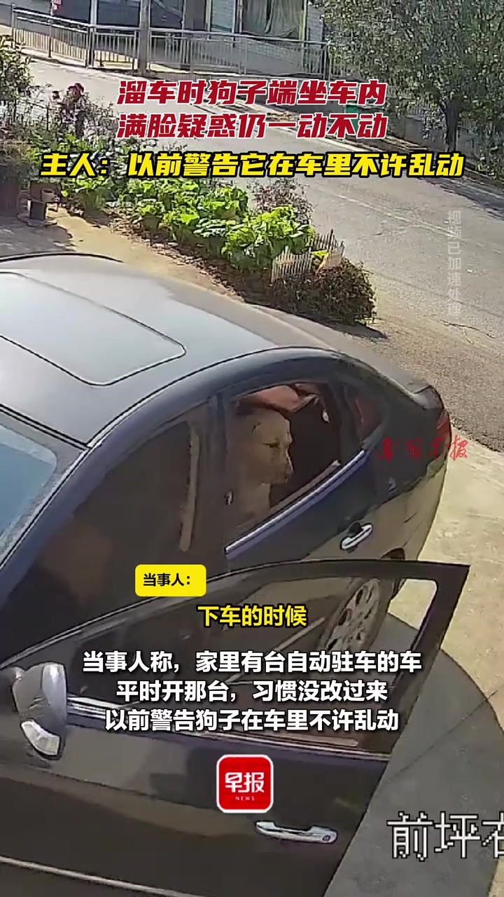 溜车时狗子端坐车内，满脸疑惑仍一动不动