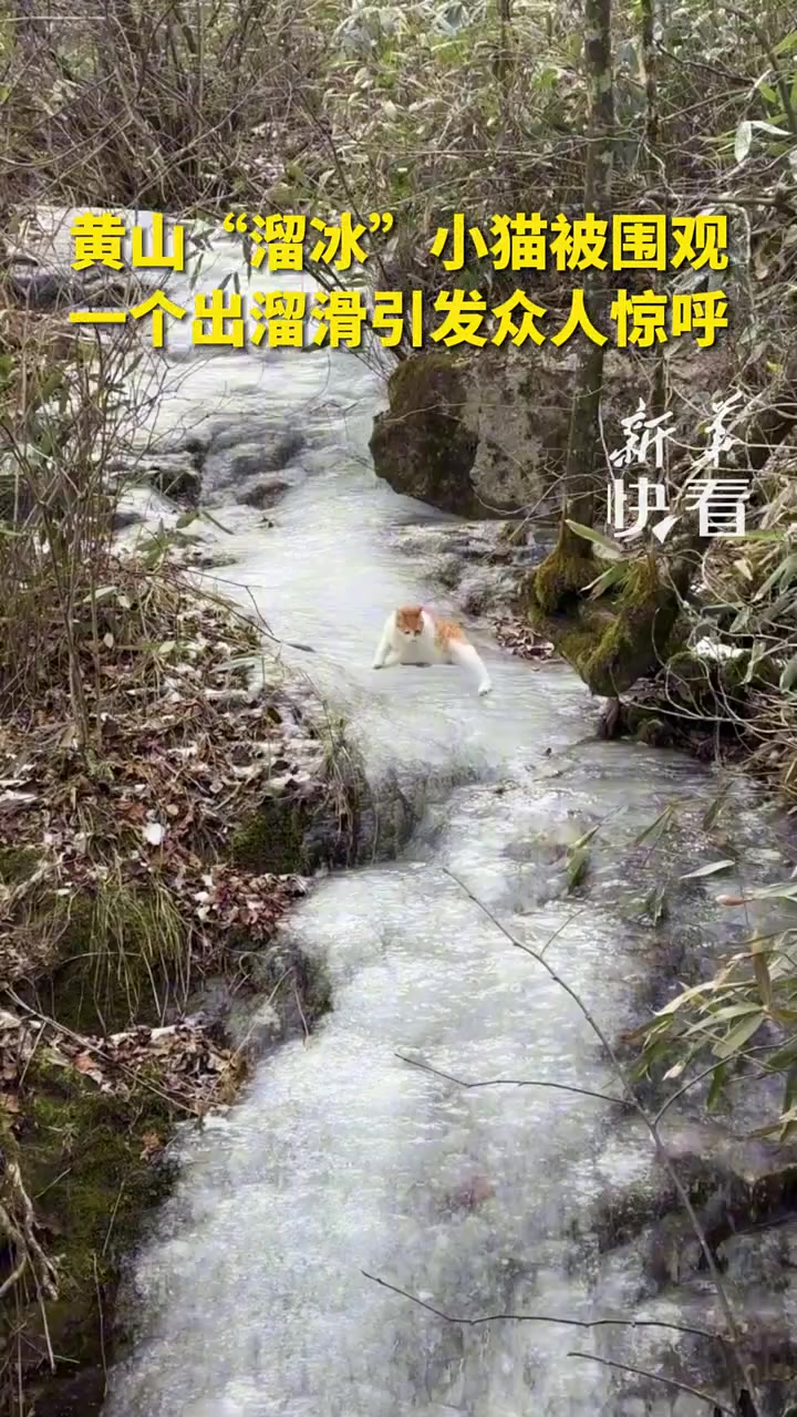 网友爬黄山偶遇“溜冰”小猫，一个出溜滑萌翻众人