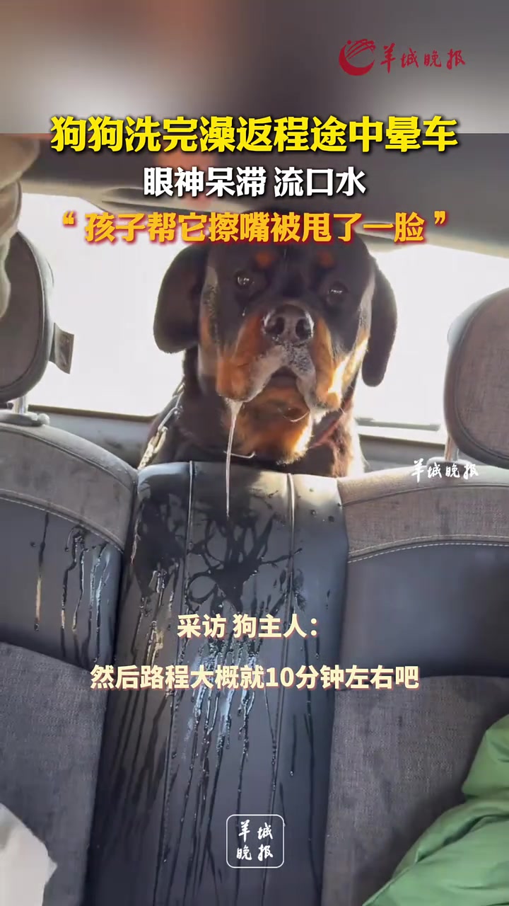 狗狗洗完澡返程途中晕车，眼神呆滞流口水