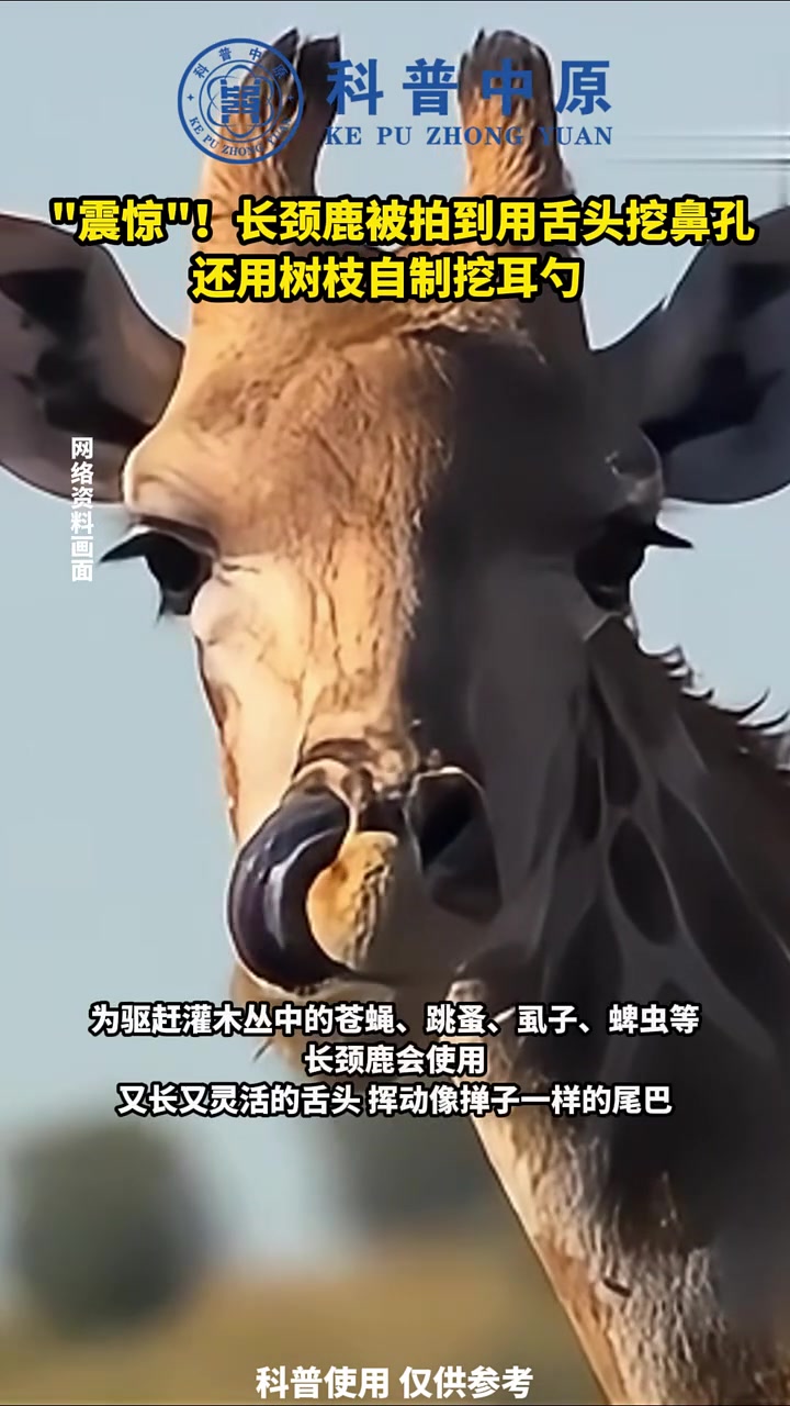 长颈鹿被拍到用舌头挖鼻孔，还用树枝自制挖耳勺