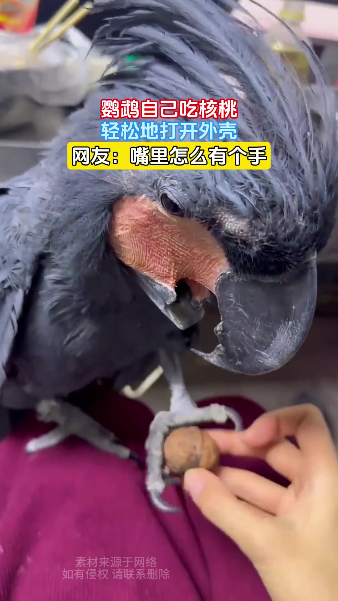 鹦鹉自己吃核桃，轻松地打开外壳，网友：嘴里怎么有个手
