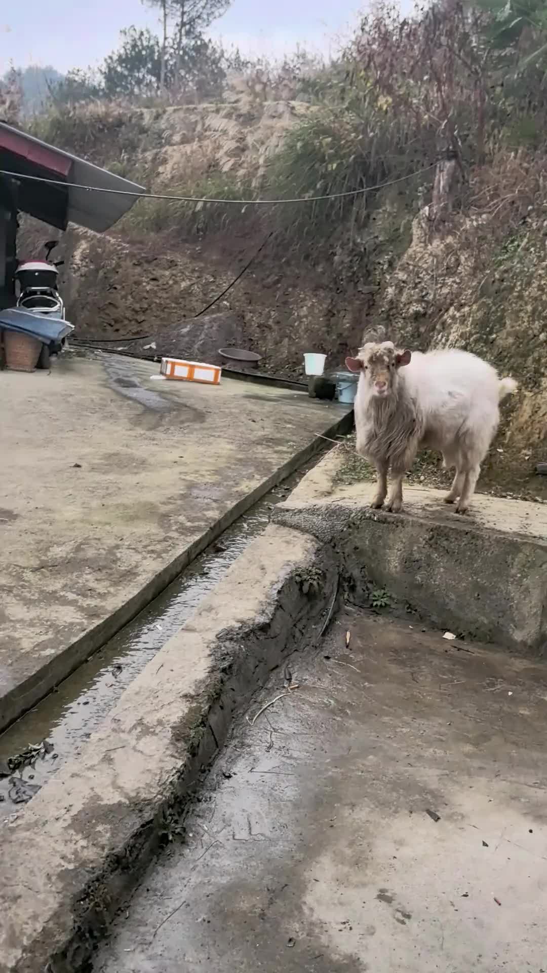 真是只欠揍的羊！