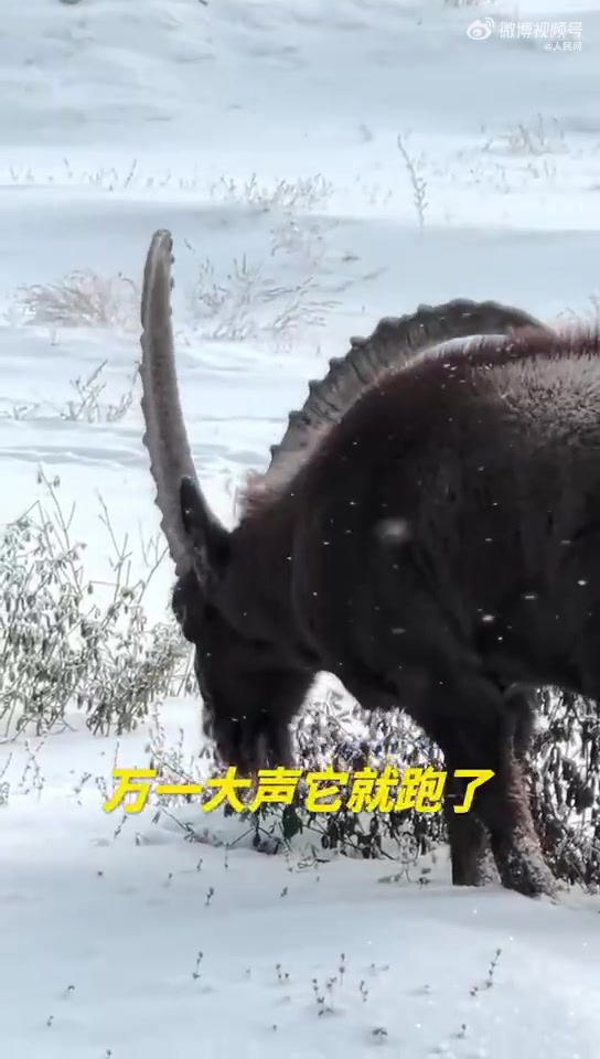 北山羊雪地觅食威风凛凛