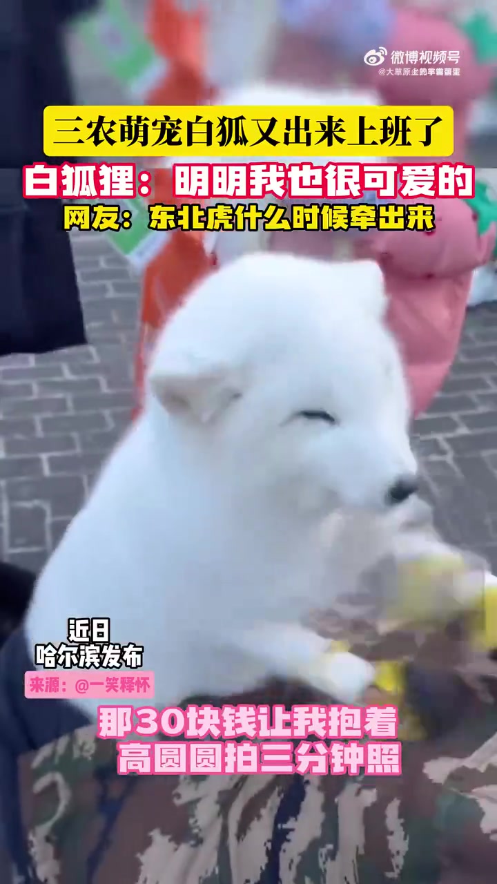 三农萌宠白狐又出来上班了！