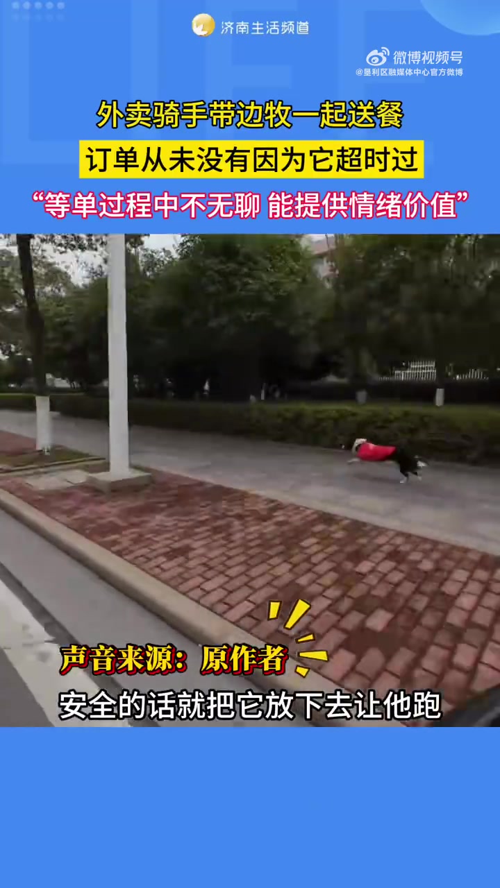 湖南外卖小哥带边牧一起送餐，订单从未因为它超时过