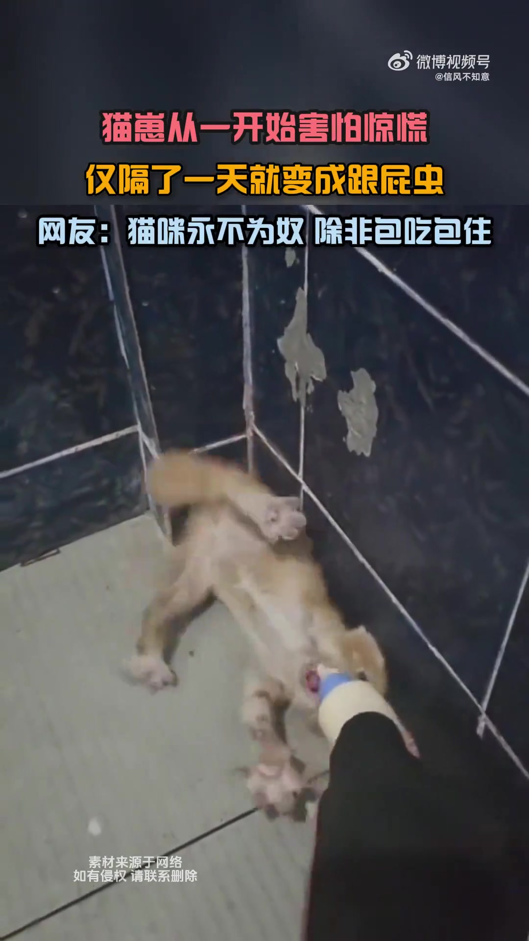 猫崽从一开始害怕惊慌，仅隔了一天就变成跟屁虫