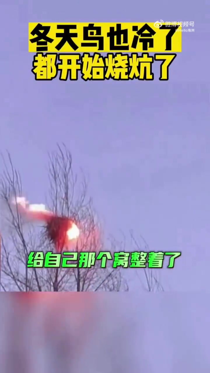 冬天鸟也冷了都开始烧炕了