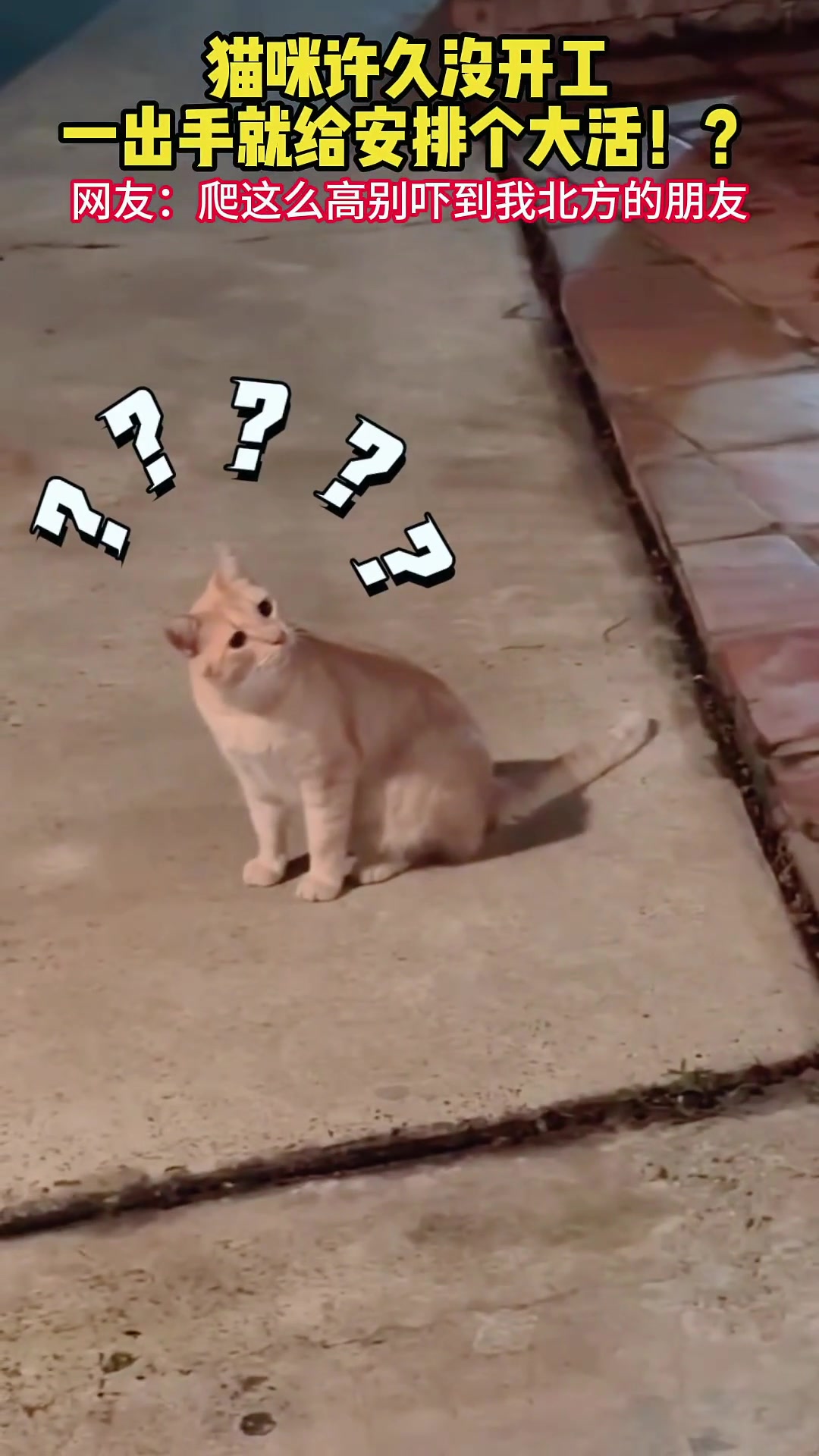 猫咪：它是老鼠那我是啥