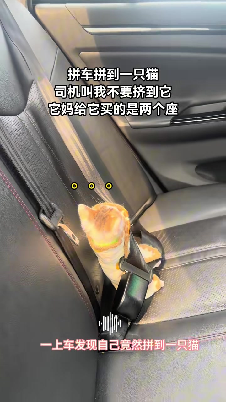 司机：没想到我的大客户是只猫
