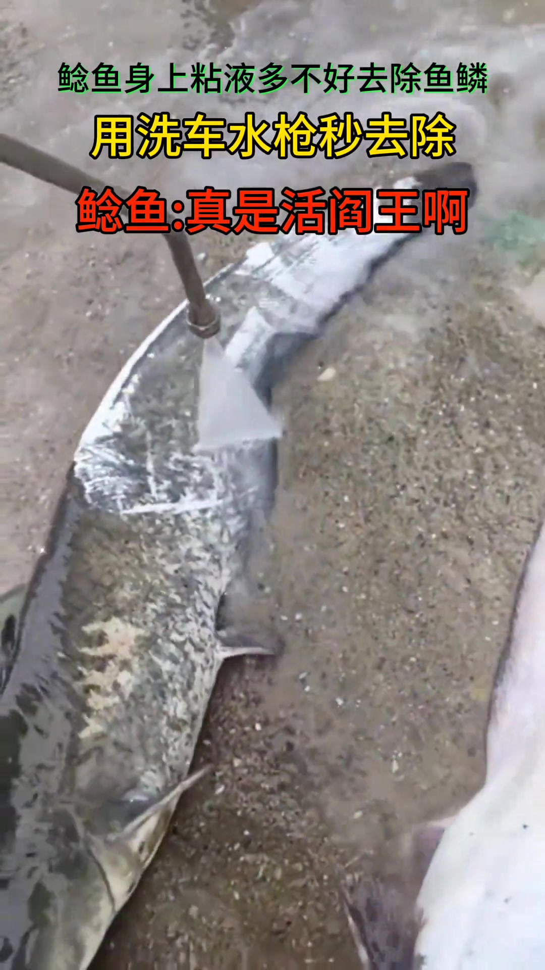 鱼：你能不能把我先弄死再去鳞临死还要活受罪