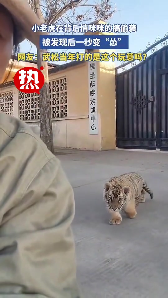 小老虎在背后悄咪咪的搞偷袭，被发现后一秒变“怂”