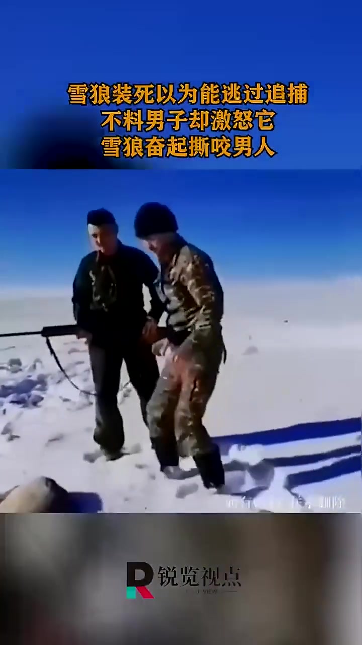 雪狼装死以为能逃过追捕，不料男子却激怒它，雪狼奋起撕咬男人