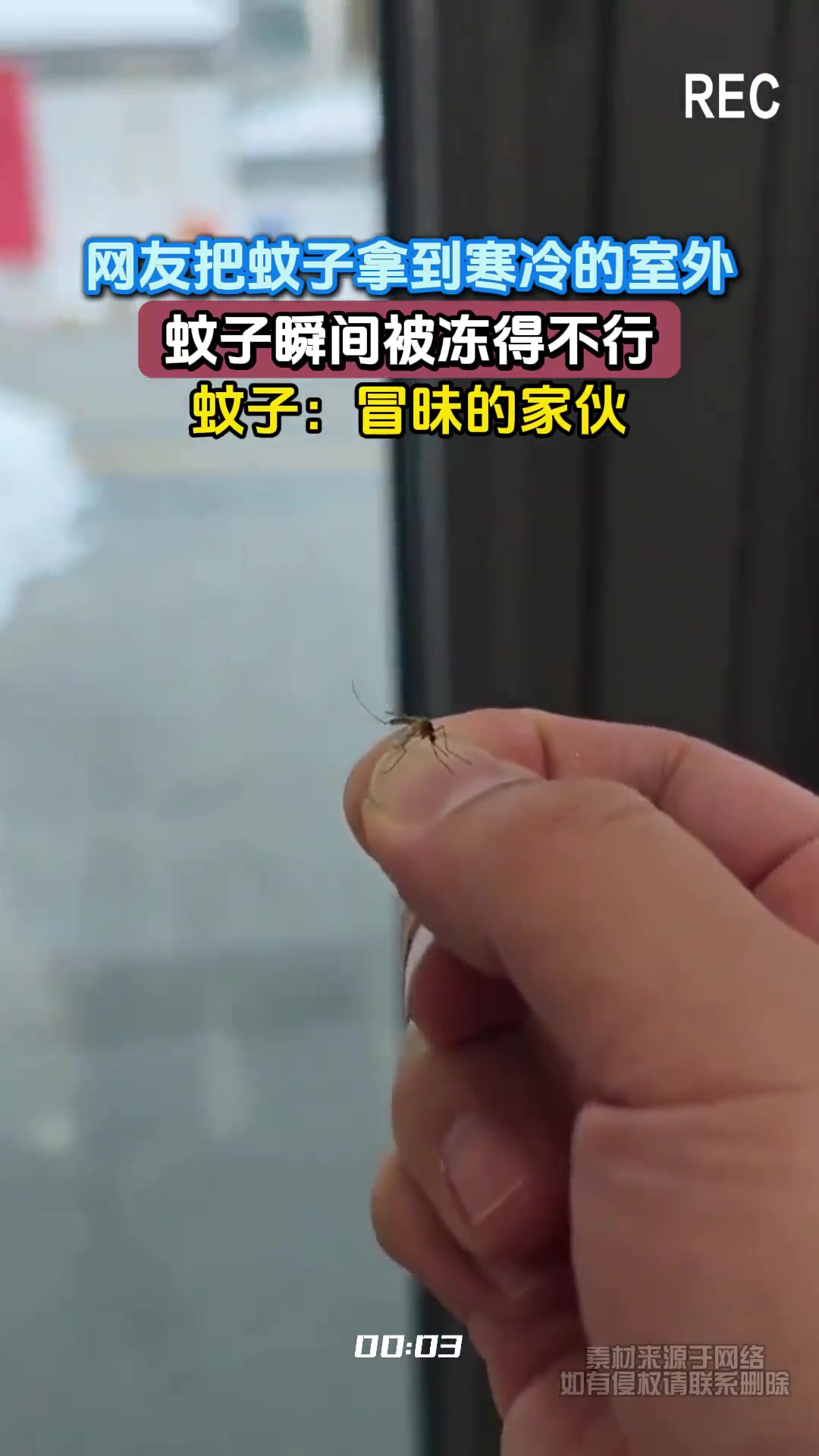 网友把蚊子拿到寒冷的室外，蚊子瞬间被冻得不行