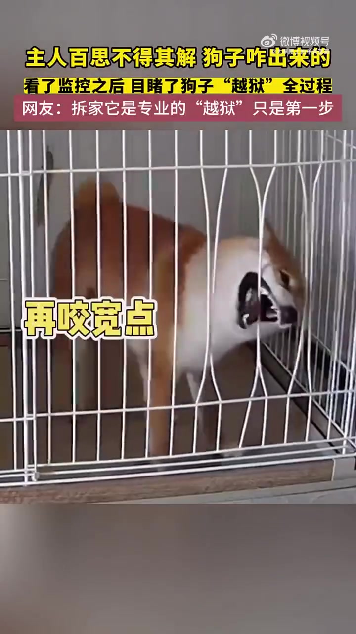 主人百思不得其解，狗子咋出来的