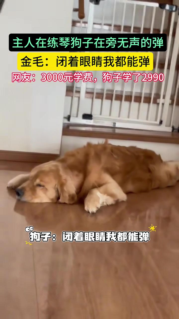狗狗每天陪着主人练琴结果狗狗学会了
