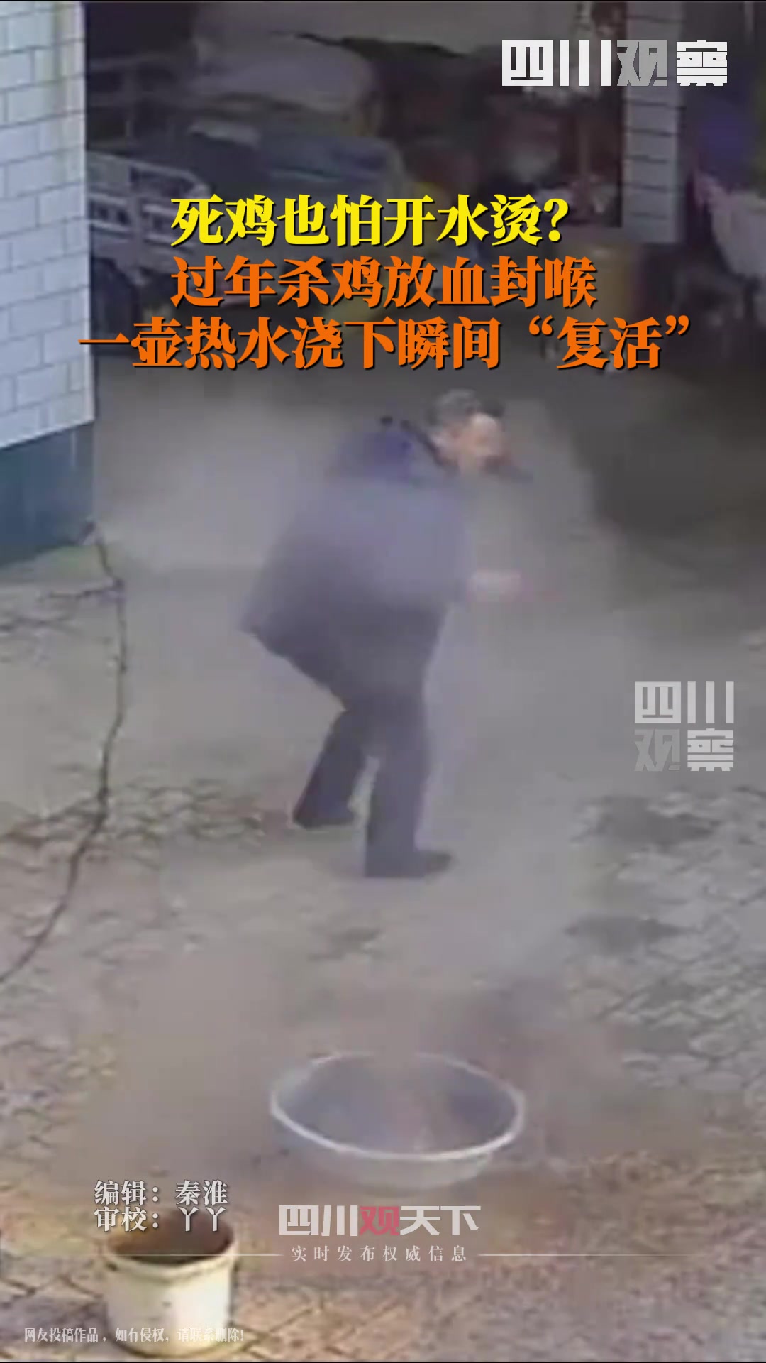 死鸡也怕开水烫鸡被放血封喉烫热水后神奇“复活”，意志力超强