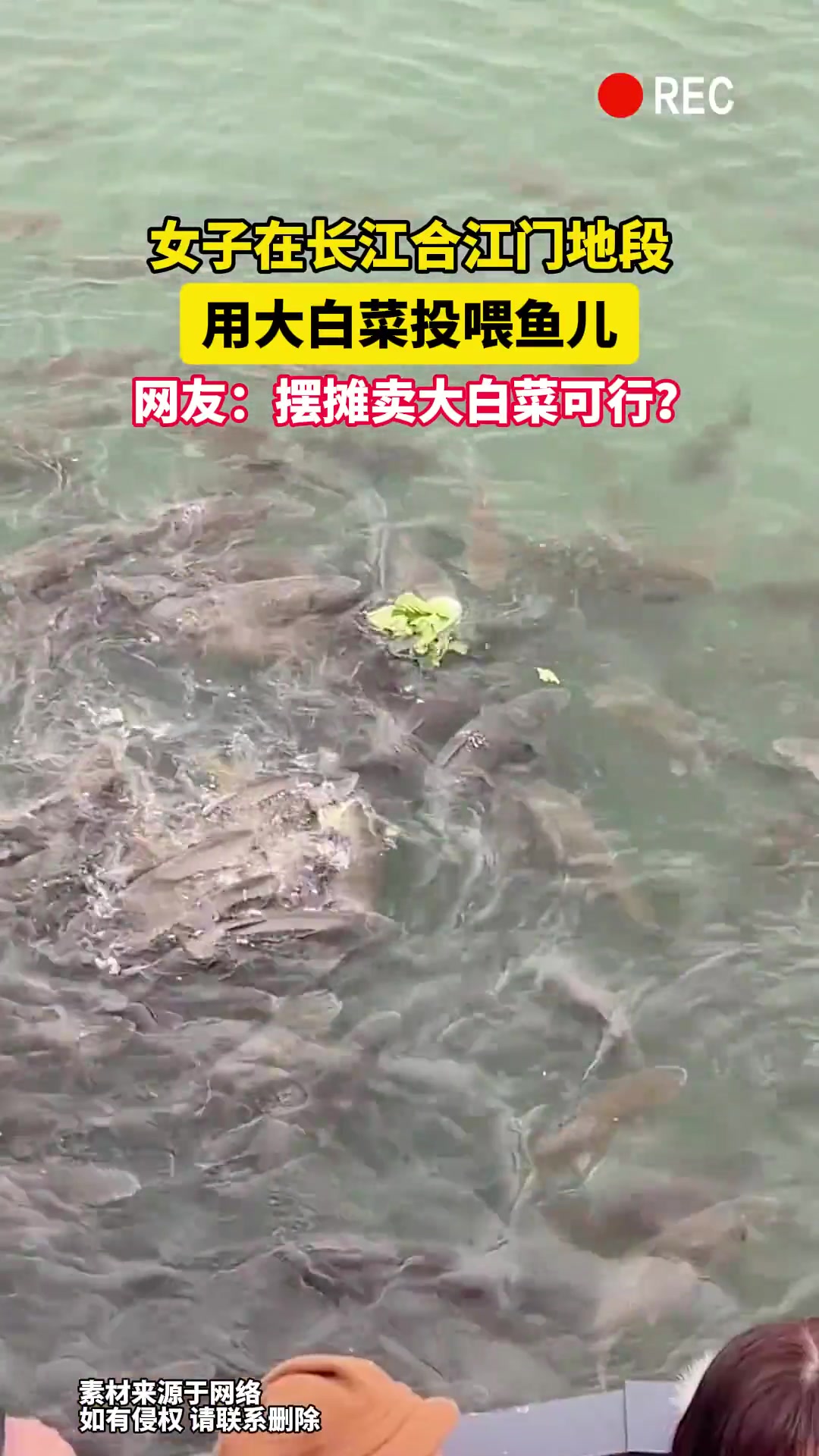 女子长江边用白菜喂鱼，网友脑洞大开：摆摊卖白菜能行