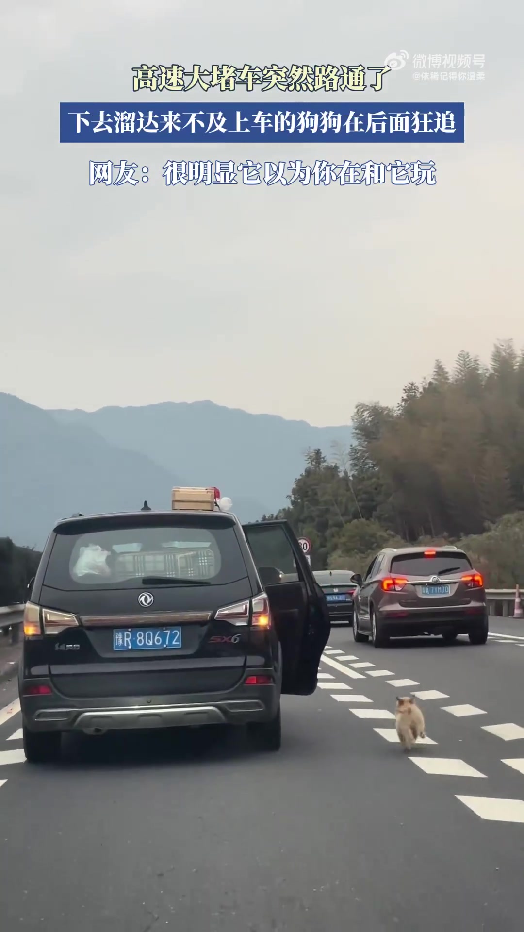 高速堵车后狗狗追车，这一幕太惊险！