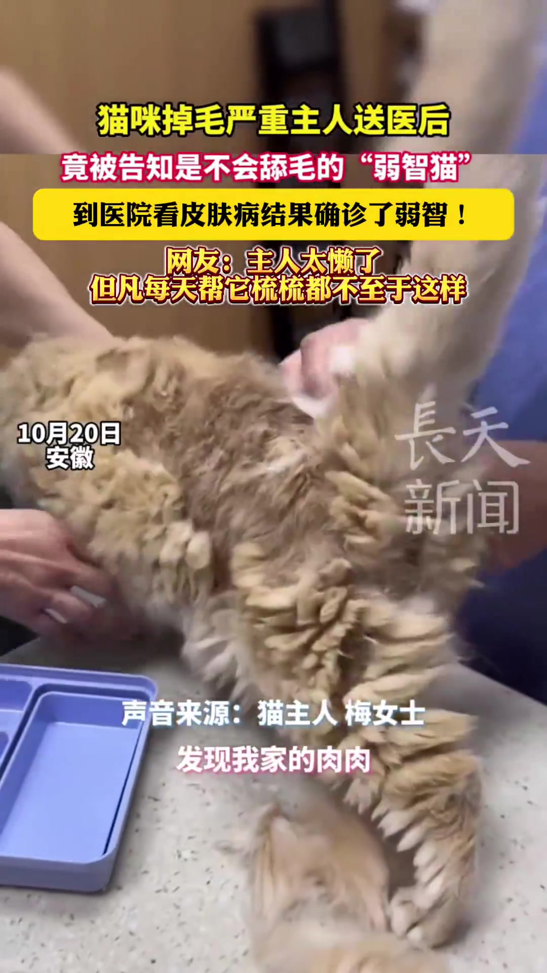 猫咪掉毛就医确诊“弱智猫”，网友怒批主人太懒
