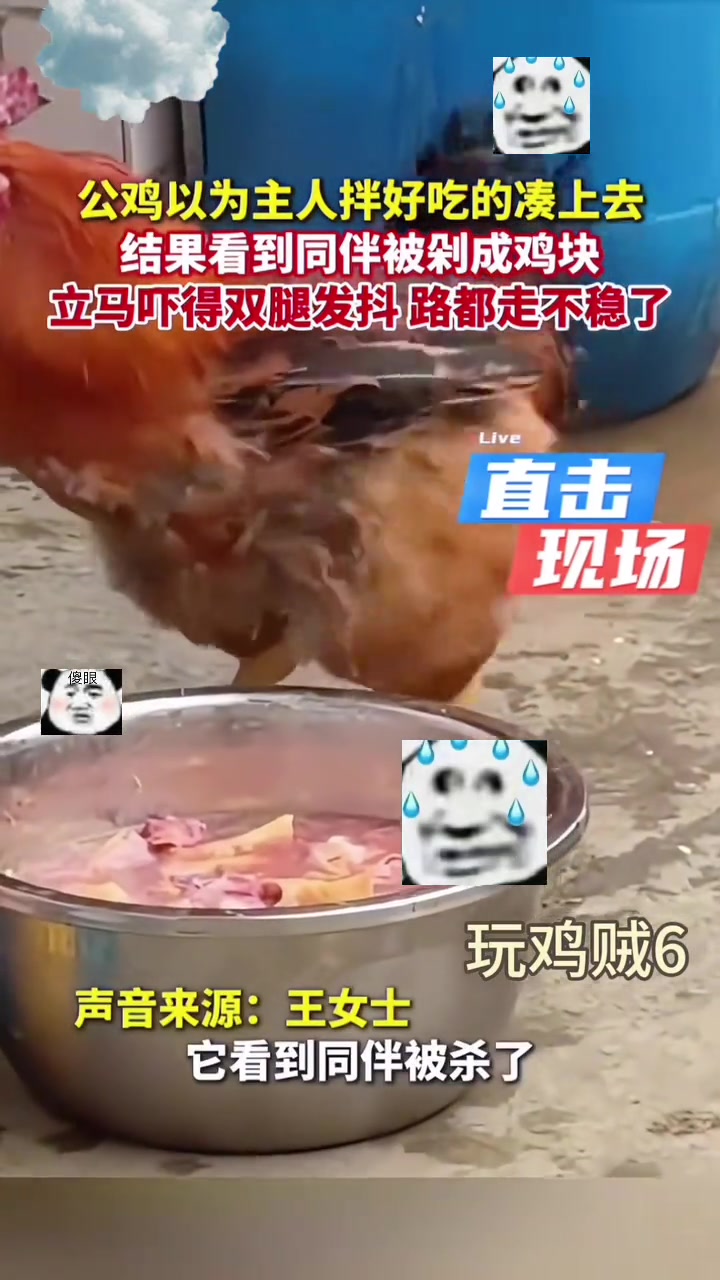 鸡：这就是我以后的命运吗