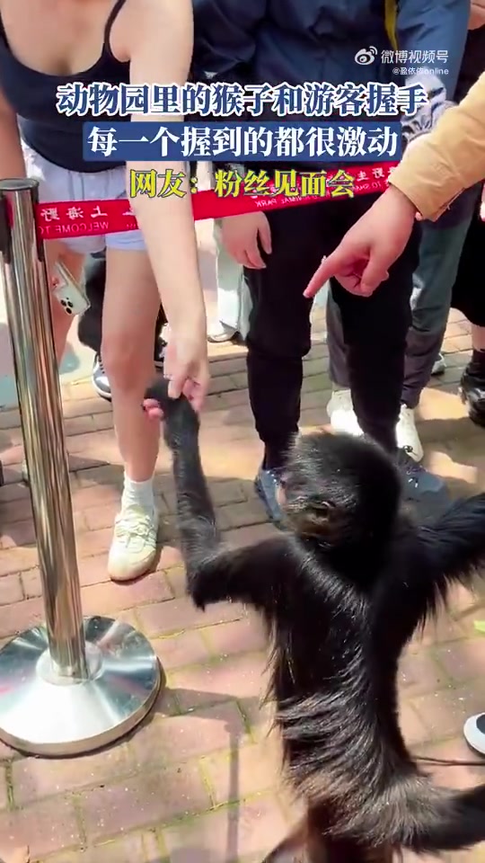 动物园里的猴子和游客握手，每一个握到的都很激动