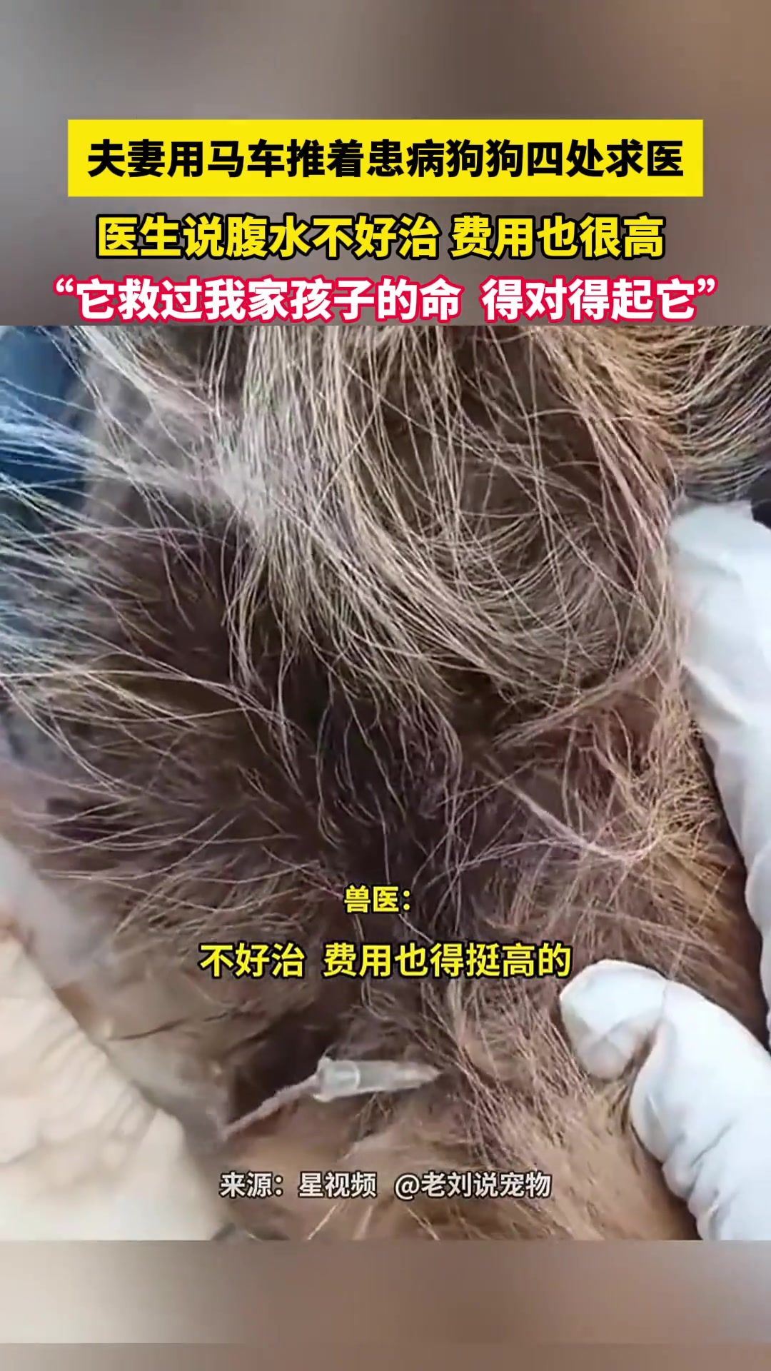 夫妻用马车推着患病狗狗四处求医，医生说腹水不好治费用也很高