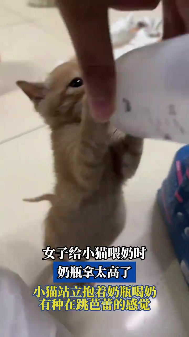 女子给小猫喂奶时奶瓶拿太高了