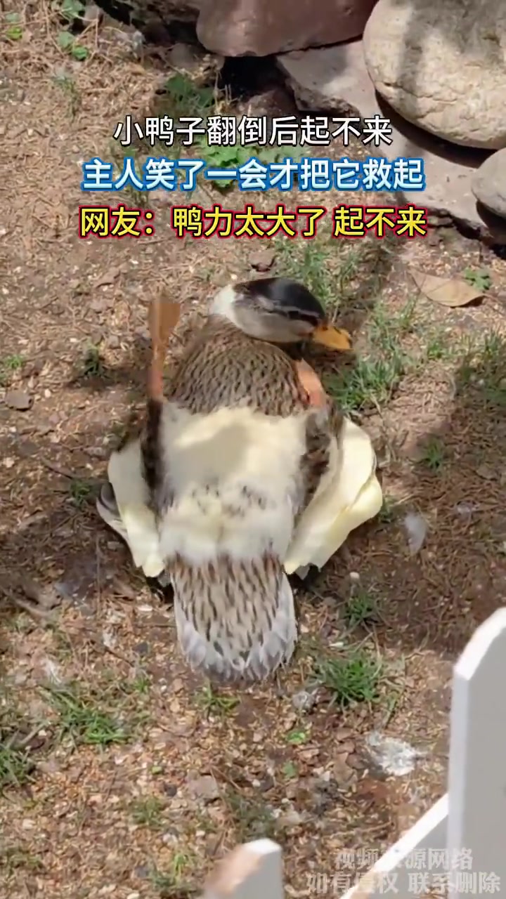 小鸭子翻倒后起不来主人笑了一会才把它救起