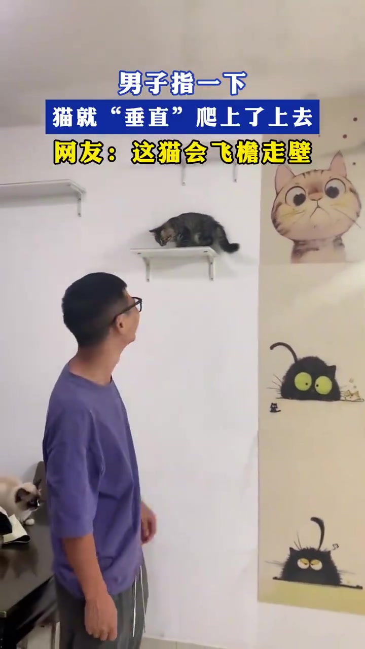 男子指一下猫就垂直爬上了上去