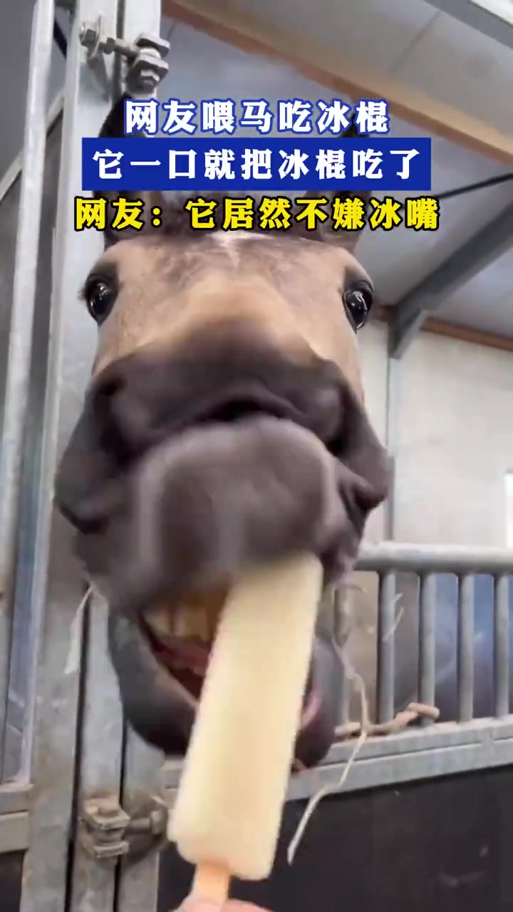 网友喂马吃冰棍它一口就把冰棍吃了