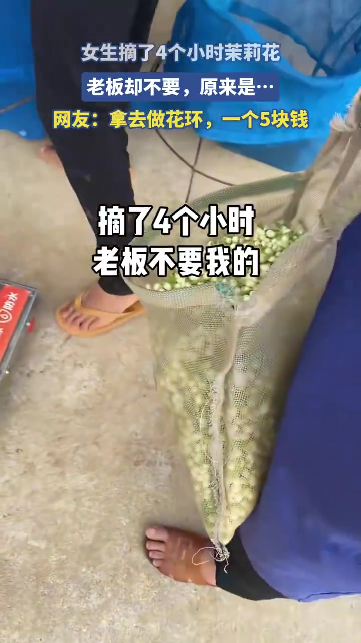女生摘4小时茉莉花遭拒，原因出人意料