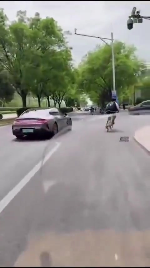 还知道走斑马线呢