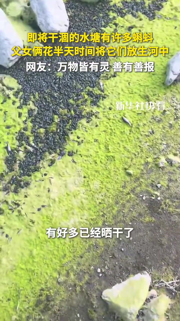 即将干涸的水塘有许多蝌蚪，父女俩花半天时间将它们放生河中